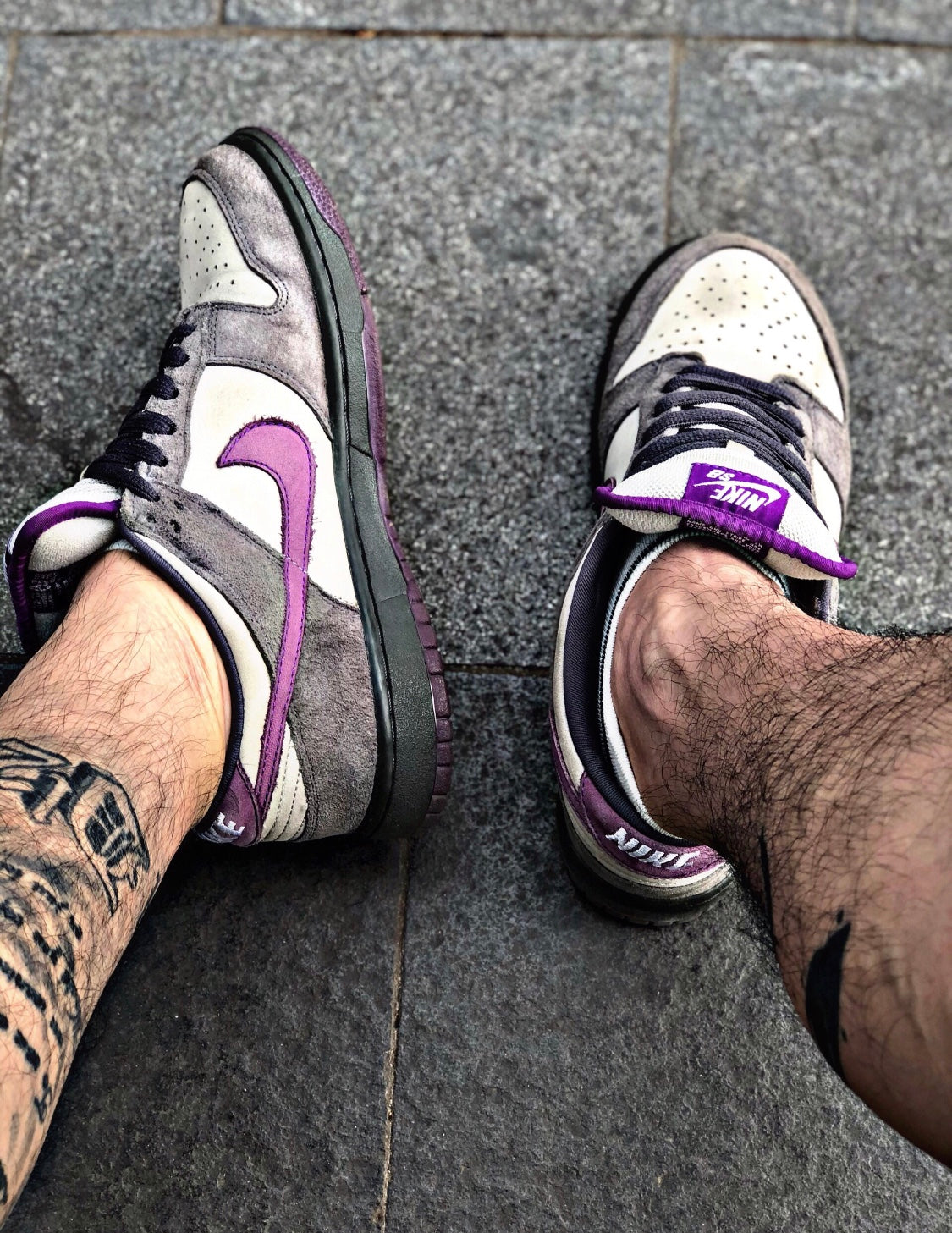 GLM - Grey-purple pigeon